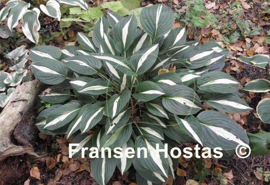 Hosta White Bikini